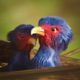 Birds, a love story