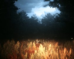 The Vestige