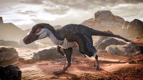 Velociraptor